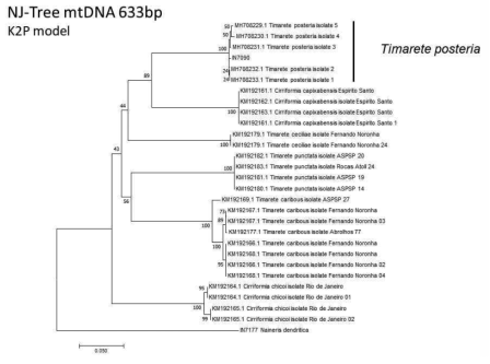 Timarete posteria와 그 근연종의 NJ-Tree (mtDNA COI)