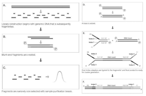 DNA 라이브러리 제작 방법 (출처: Illumina 제공)