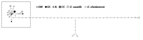 까치살모사 haplotype network (ND4+Cytb 1,486bp)