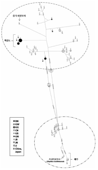 쇠살모사 haplotype network