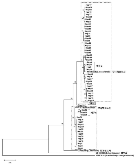 쇠살모사 haplotype ML tree