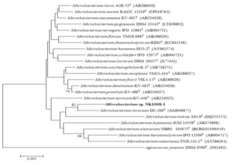 NK1008_1 균주의 MEGA6 프로그램을 이용한 계통수