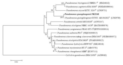 NK2248 균주의 MEGA6 프로그램을 이용한 계통수