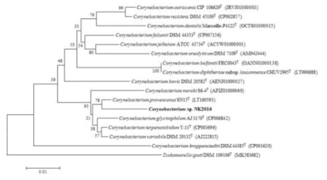 NK2016 균주의 MEGA6 프로그램을 이용한 계통수