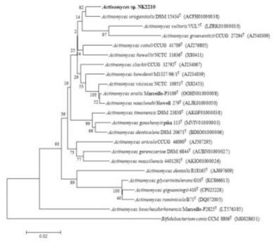 NK2210 균주의 MEGA6 프로그램을 이용한 계통수