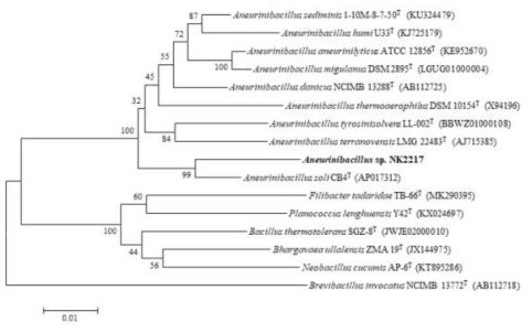 NK2217 균주의 MEGA6 프로그램을 이용한 계통수