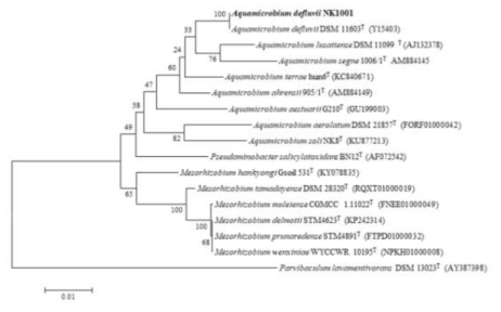 NK1001 균주의 MEGA6 프로그램을 이용한 계통수