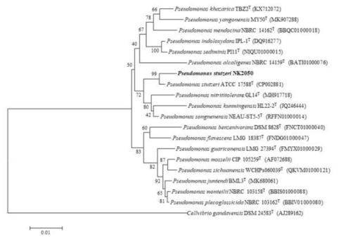 NK2050 균주의 MEGA6 프로그램을 이용한 계통수