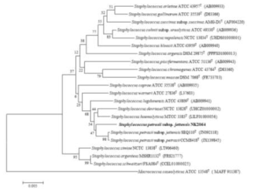 NK2064 균주의 MEGA6 프로그램을 이용한 계통수