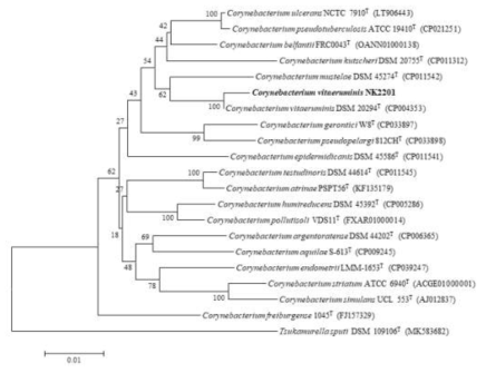 NK2201 균주의 MEGA6 프로그램을 이용한 계통수