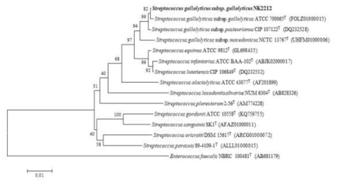 NK2212 균주의 MEGA6 프로그램을 이용한 계통수