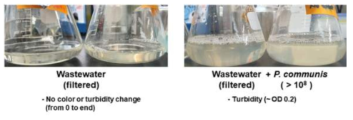 P . communis NK1007 균주의 여과 실폐수 배양 중 탁도