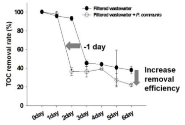 P . communis NK1007 균주의 여과 실폐수 내 IDPN 분해능