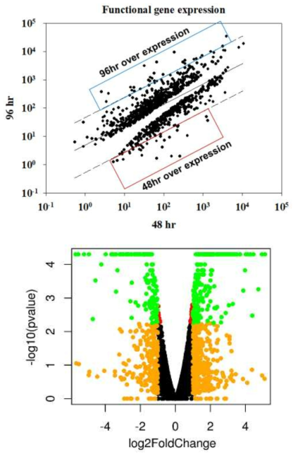 초기 성장기(48hr) 및 후기 정지기(96hr) 시료 간 전사체 발현 패턴 비교