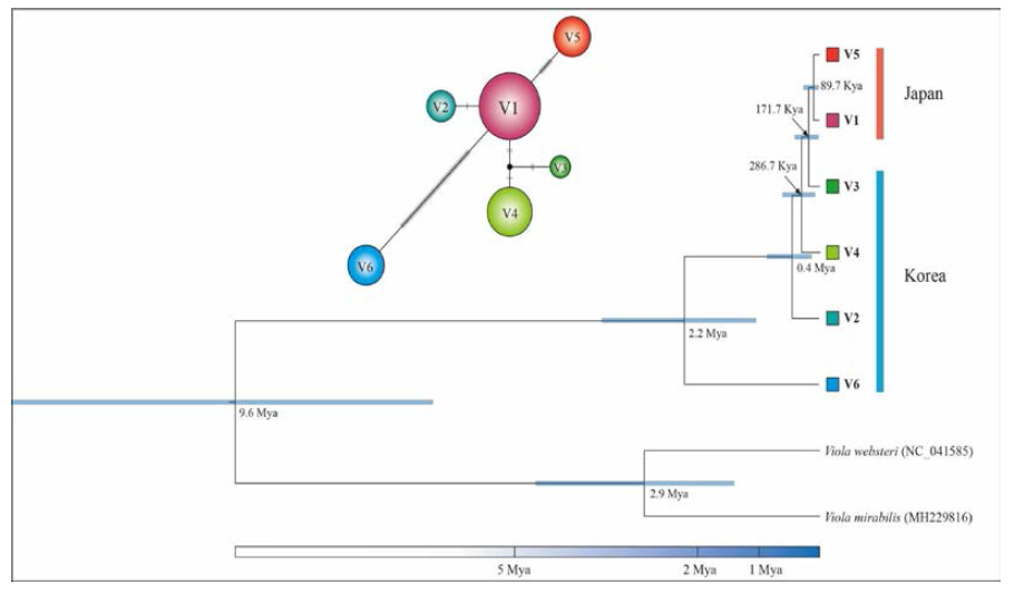 분석된 선제비꽃 6개 단상형의 TCS 네트워크 및 유전적 분기시간