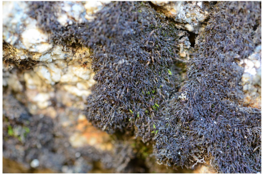 Marsupella koreana sp. nov. (은비늘이끼과)