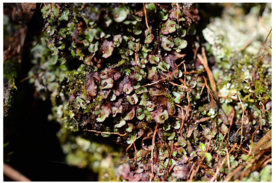 Mannia androgyna (L.) A. Evans