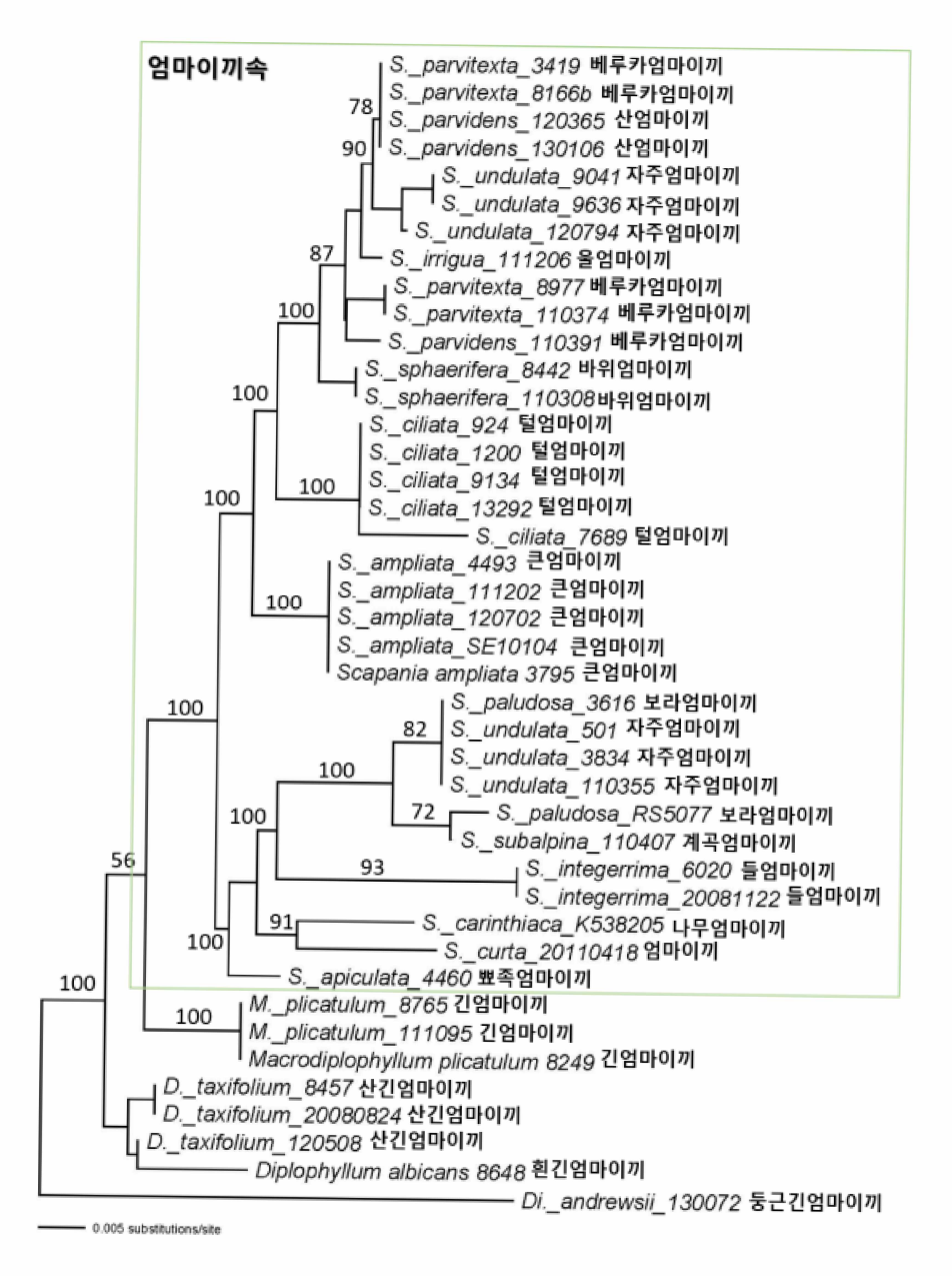 엄마이끼과 엽록체 atpB-rbcL 와 psbA-trnH 유합자료의 NJ tree