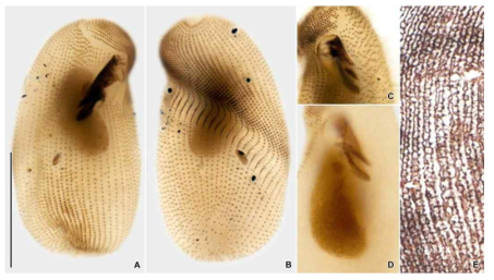 Colpidium colpoda after protargol (A–D) and silver nitrate impregnation (E). Scale bar = 30 μm (A)