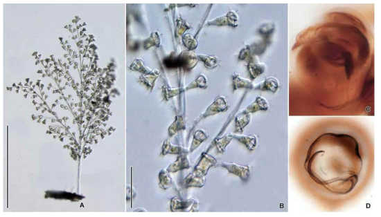 Zoothamnium plumula in vivo (A, B) and after protargol impregnation (C, D). Scale bars = 1000 μm (A), 100 μm (B)