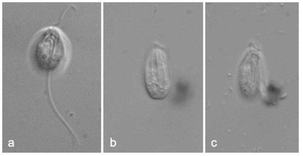 Keelungia sp. (a) general appearance, (b) dorsal view showing longitudinal ridges, (c) ventral view showing ingestion organelle