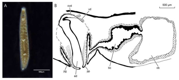 Paucumara trigonocephala. A, dorsal view of live specimen; B, sagittal reconstruction of the copulatory apparatus; anterior to left