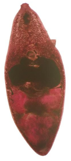 Stained specimen of P . asperum