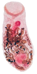 Acetocarmine stained adult worm specimen of Paradiscogaster macrostomus