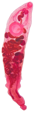 Acetocarmine stained adult worm specimen of Lecithochirium gymnothoracis