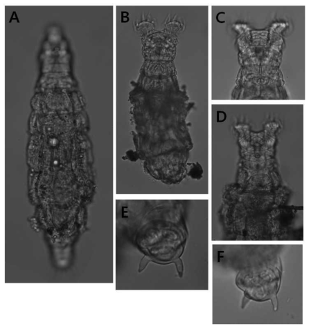 Philodina n. sp.: A. creeping habitus, dorsal view; B. feeding habitus, dorsal view; C-D. feeding head and neck, dorsal view; E-F. spurs and toes, ventral view