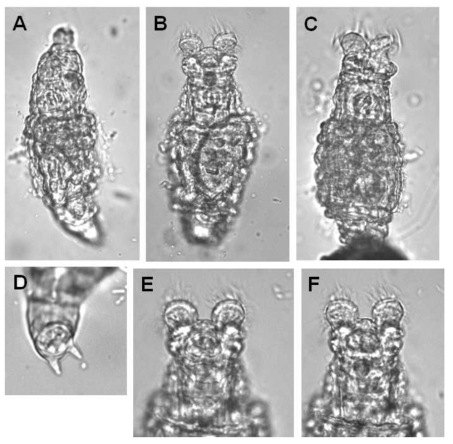 Philodina n. sp.: A. creeping, dorsal view; B. feeding, dorsal view; C. feeding, dorsolateral view; D. foot and spurs, ventral view; E. feeding head and neck, dorsal view; F. feeding head and neck, ventral view