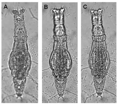 Habrotrocha bidens (Gosse, 1851): A. feeding, dorsal view; B-C. feeding, ventral view