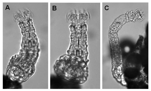 Habrotrocha gracilis quadridens Schulte, 1954: A-B. feeding, dorsal view; C. feeding, lateral view