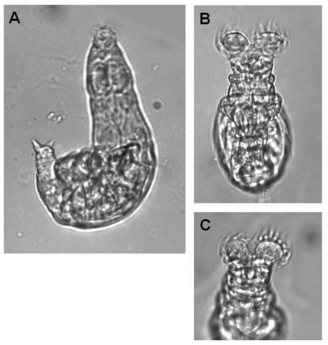 Habrotrocha ligula aligula Burger, 1948: A. creeping, ventral view; B. feeding, ventral view; C. feeding, dorsal view