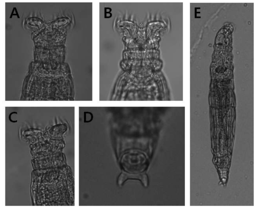 Macrotrachela insulana Donner, 1962: A-B. feeding head and neck, dorsal view; C. feeding head and neck, dorsolateral view; D. foot, spurs and toes, ventral view; E. creeping habitus, dorsal view