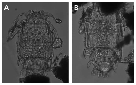 Macrotrachela pinnigera (Murray, 1908): A-B. creeping trunk, dorsal view