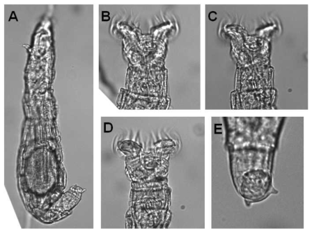 Philodina parvicalcar De Koning, 1947: A. creeping, dorsolateral view; B-C. feeding head and neck, dorsal view; D. feeding, ventral view; E. foot and spurs, ventral view