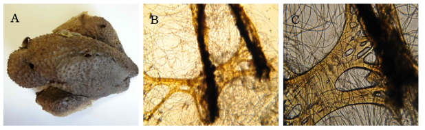 Psammocinia rana n. sp. A, Entire animal; B, Surface skeletal structure; C, Secondary fibres web