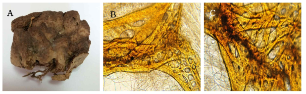 Psammocinia massa n. sp. A, Entire animal; B, Surface skeletal structure; C, Secondary fibres web