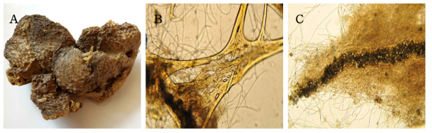 Psammocinia vermis n. sp., A, Entire animal; B, Surface skeletal structure; C, Secondary fibres web