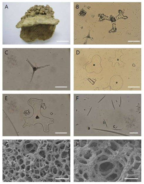 Discodermia aspera A, entire animal. B, desma. C, crepis, D, disco -triaenes. E, discotriane. F, oxea(a), microxea(b), microstrongle(c). G, H, skeleton. Scale bars = 3 cm (A), 300 ㎛ (B), 50 ㎛ (C), 200 ㎛ (D), 100 ㎛(E). 50 ㎛ (F)