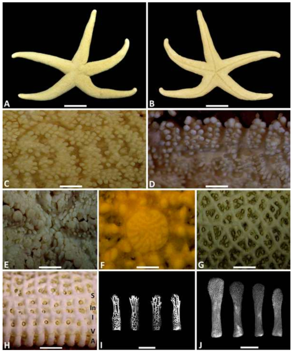 Henricia sanguinolenta. A, dorsal view; B, ventral view; C, I, dorsal spines; D, J, adambulacral spines; E, oral part; F, madreporite; G, dorsal skeleton; H, ventral skeleton: adambulacral plate (A), ventrolateral plate (V), inferomarginal plate (I), intermediates (In), supermarginal plate (S). Scale bars: A,B= 1cm, C-H= 1mm, I=100μ m, J= 50μm