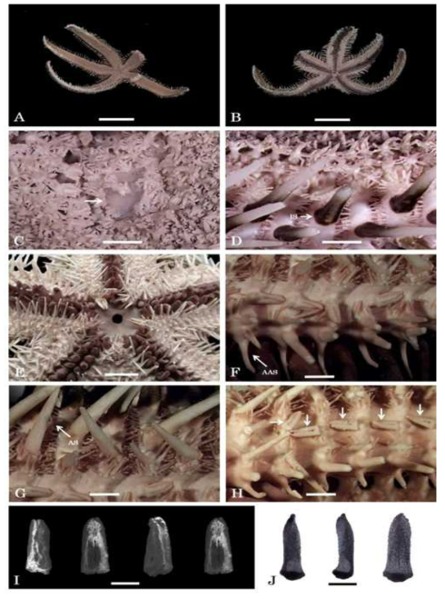 Luidia sagamina sagamina. A, Abactinal view; B, Actinal view; C, Madreporite (arrow) and abactinal paxillae; D, Inferomarginal spines (IS) and abactinal paxillae; E, Oral part; F, Adambulacral (AAS) spines; G, Actinal (AS) spines; H, Bivalve pedicellariae (arrows); I, Bivalve pedicellariae under scanning electron microscope; J, Valves of bivalve pedicellariae under light microscope. Scale bars: A, B = 20 mm; C, D, F, G, H = 1.0 mm; E = 10 mm; I, J = 200 μm