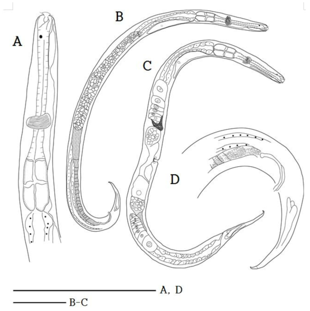 Ptycholaimellus ocellatus Huang and Wang, 2011. A, Lateral view of male anterior region; B, Habitus of male; C, Habitus of female; D, Lateral view of male posterior region. Scale bars: 100 ㎛