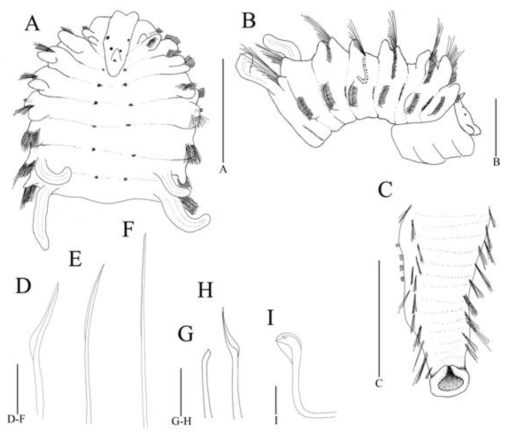 Pseudopolydora kempi (Southern, 1921). Scale bars: A=1.0 mm, B=0.5 mm, C=2.0 mm, D–F=0.05 mm, G–H=0.6 mm, I=0.03 mm