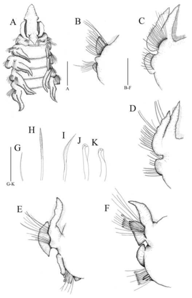 Scolelepis (Scolelepis) sagittaria Imajima, 1992. Scale bars: A=1.0 mm, B–F=0.3 mm, G–K=0.02 mm