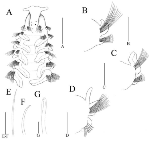 Malacoceros reductus Blake and Kudenov, 1978. Scale bars: A=0.5 mm, B–D=0.3 mm, E–F=0.1 mm, G=0.03 mm