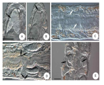 Micrographs of Cernosvitoviella atrata