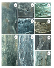 Micrographs of Marionina clavata