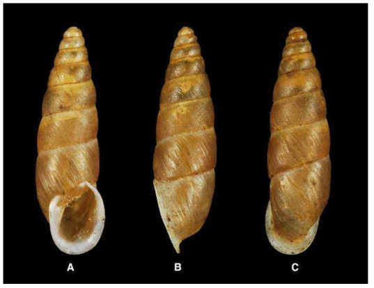 Holotype of M irus obongensis Lee  B. lateral view; C. dorsal view. Height 20.7 mm; width 5.69 mm